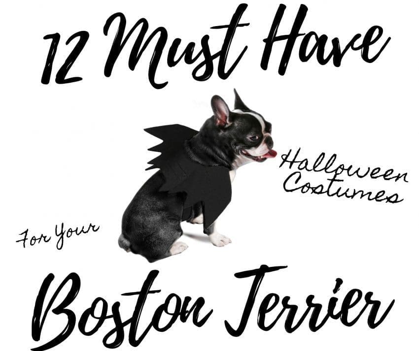 12 Must Have Adorable Halloween Costumes for Boston Terriers