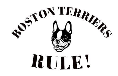 Boston Terriers Rule!